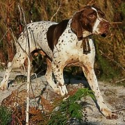 Cani da Caccia: l’importanza dell’allenamento primaverile ed estivo Cani da Caccia: l’importanza dell’allenamento primaverile ed estivo.